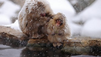 monos japoneses en invierno