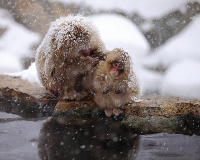 monos japoneses en invierno