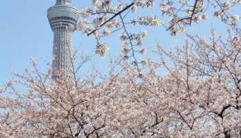 la primavera llego a Tokio, Japón