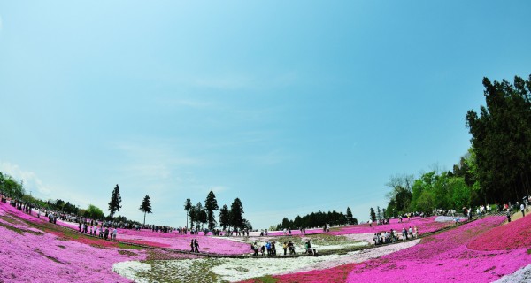 Alfombra de flores en el parque Hitsujiyama en Sataima