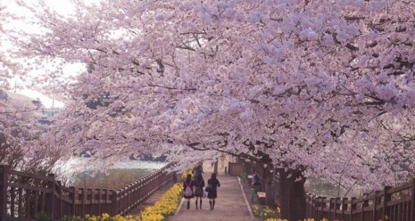florecimiento cerezo japon sapooro