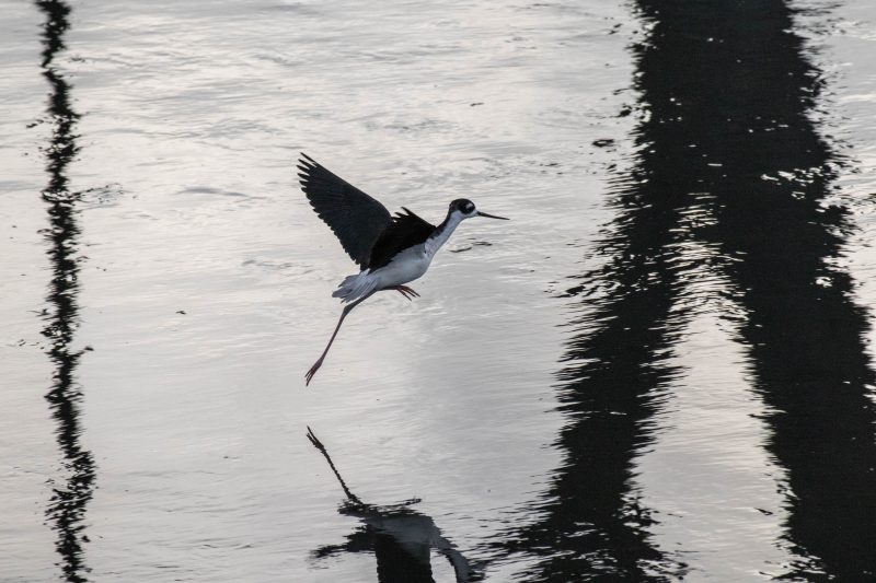 Rio Mololoa